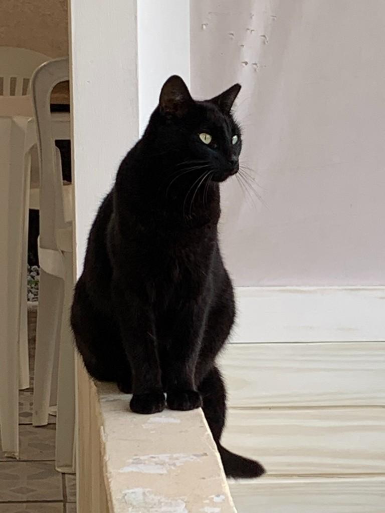 Blue, gata de porte médio para adoção em Garopaba - SC