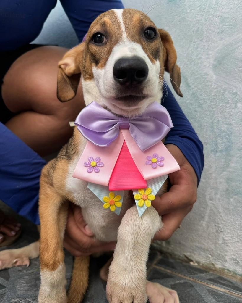 Filhotinha, cachorro de porte pequeno para adoção em Poço Verde - SE