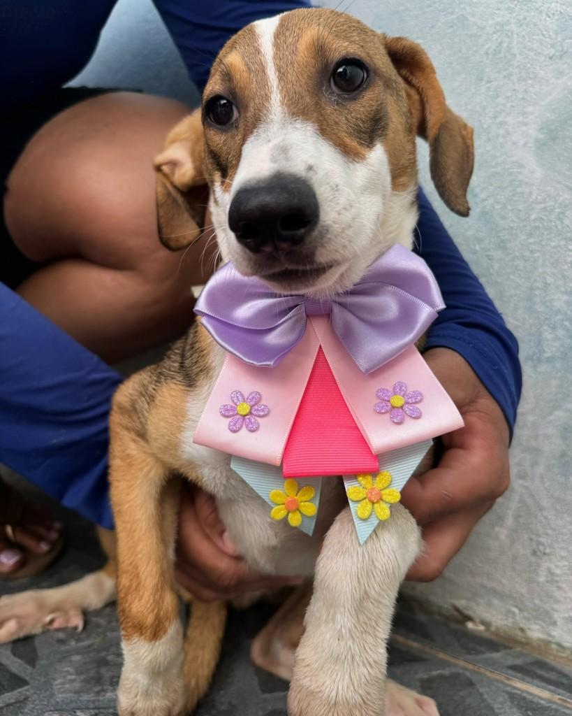 Filhotinha, cachorro de porte pequeno para adoção em Poço Verde - SE — foto 2 de 2