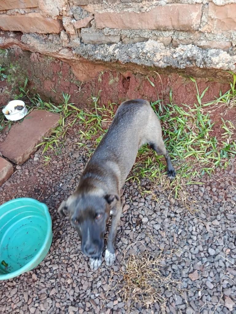 Lua, cachorro de porte pequeno para adoção em Ibiaçá - RS