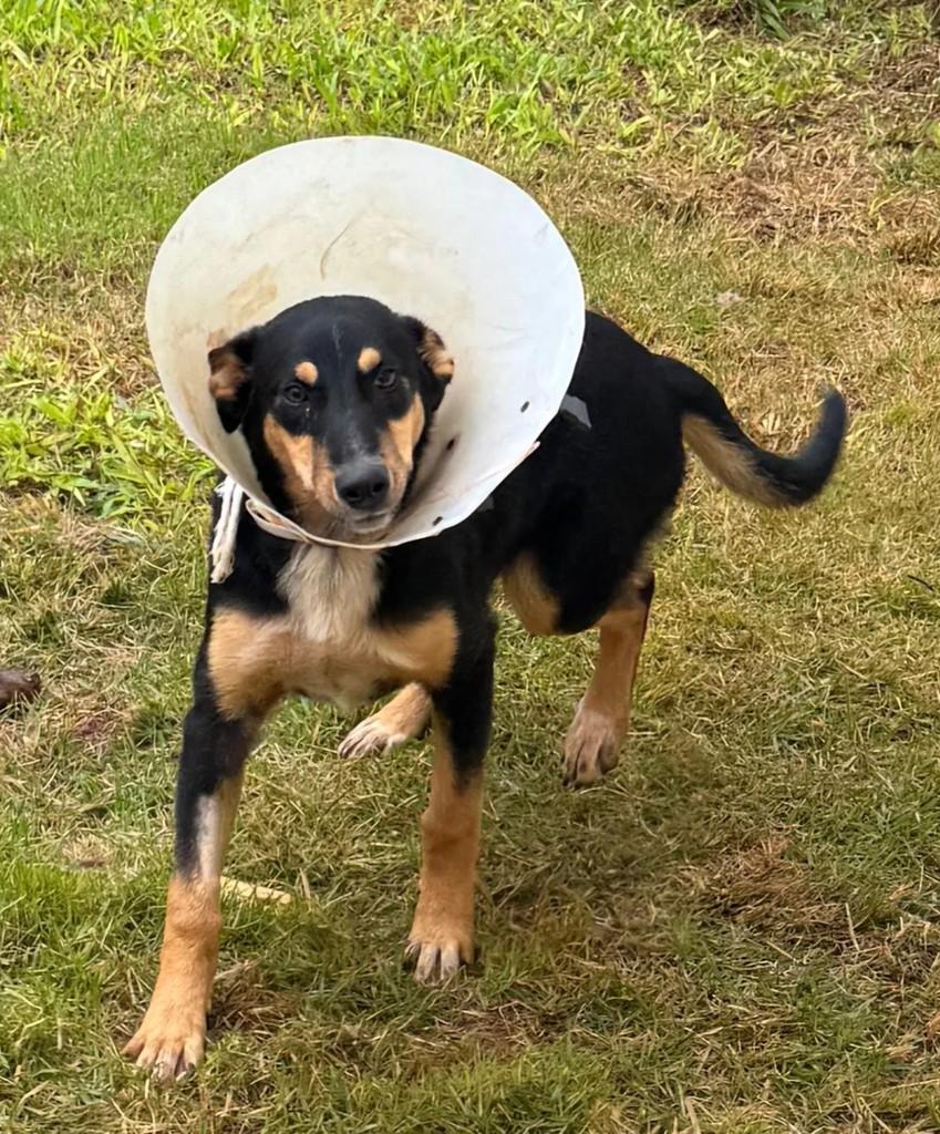 Bibi, cadela de porte pequeno para adoção em Ibiaçá - RS