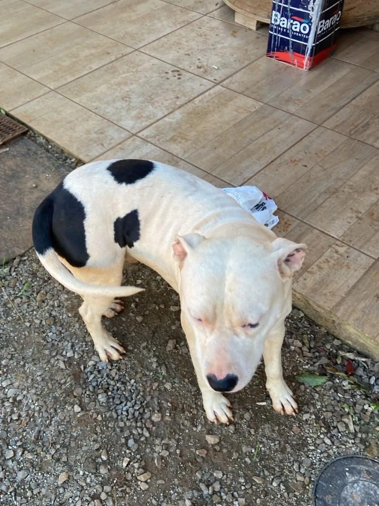 Max, cachorro de porte médio para adoção em Ibiaçá - RS
