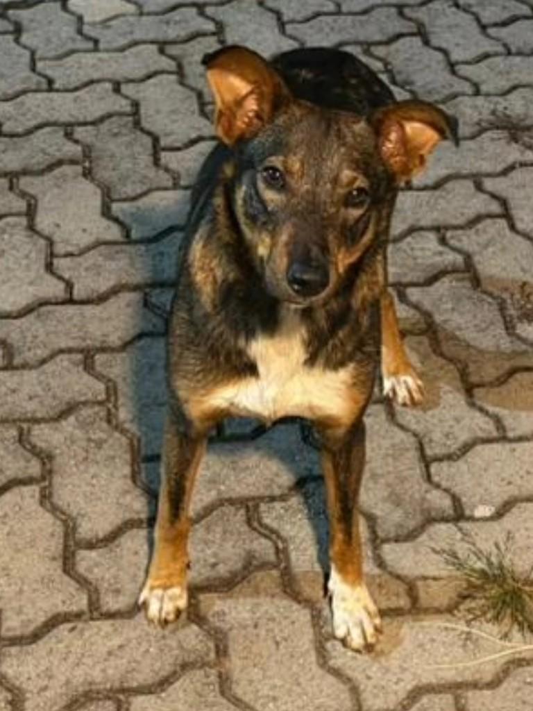 Lobinho, cachorro de porte médio para adoção em Ibiaçá - RS