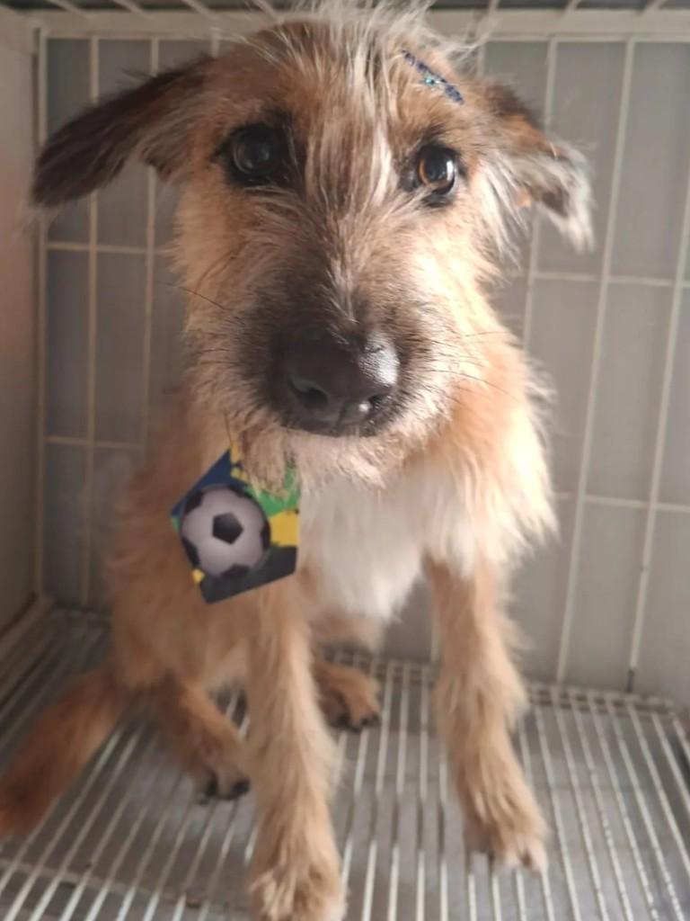 Tita, cadela de porte pequeno para adoção em Ibiaçá - RS