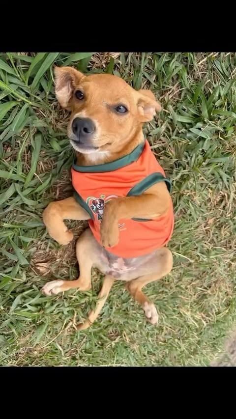 Melzinha, cachorro de porte pequeno para adoção em Itajá - GO