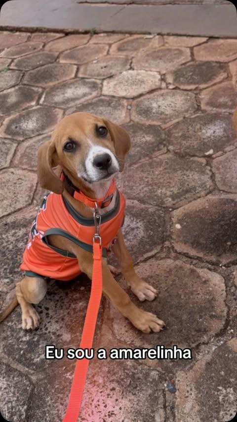 Amarelinha, cachorro de porte pequeno para adoção em Itajá - GO