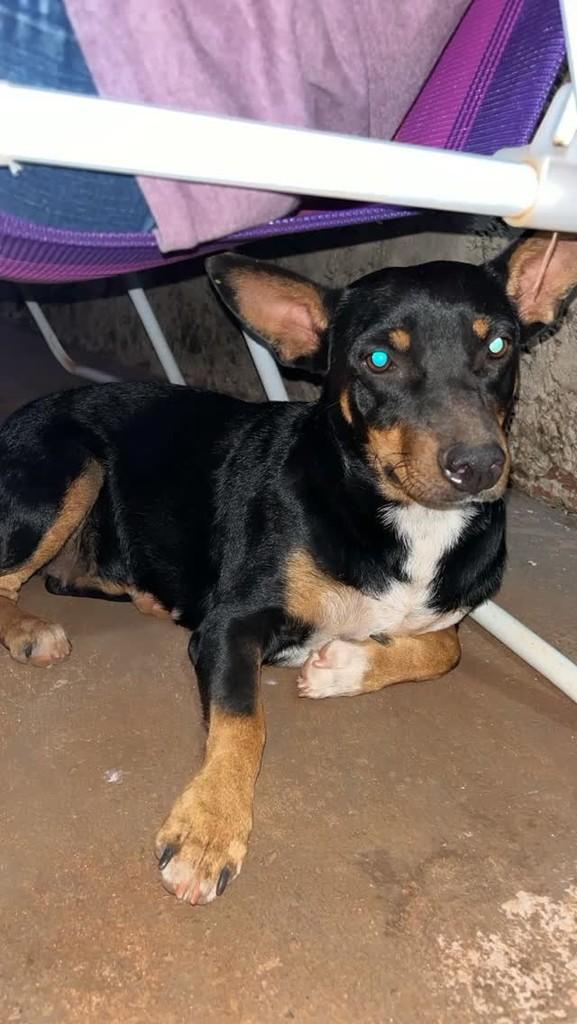 Cachorrinha, cadela de porte pequeno para adoção em Jardim - MS