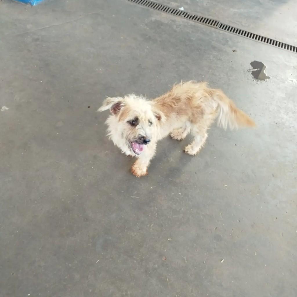 Fofurinha, cachorro de porte pequeno para adoção em Jardim - MS