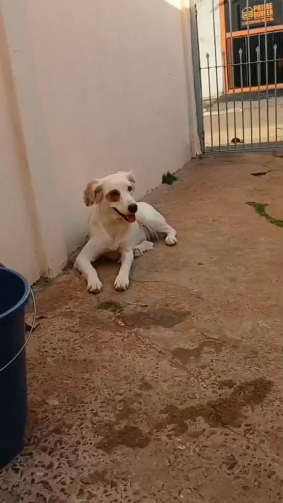 Princesinha, cachorro de porte médio para adoção em Jardim - MS