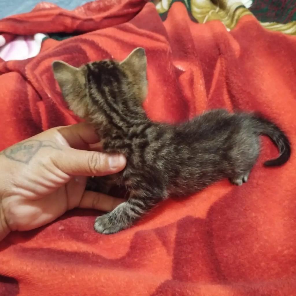 Fofurinha, gata de porte pequeno para adoção em Jardim - MS