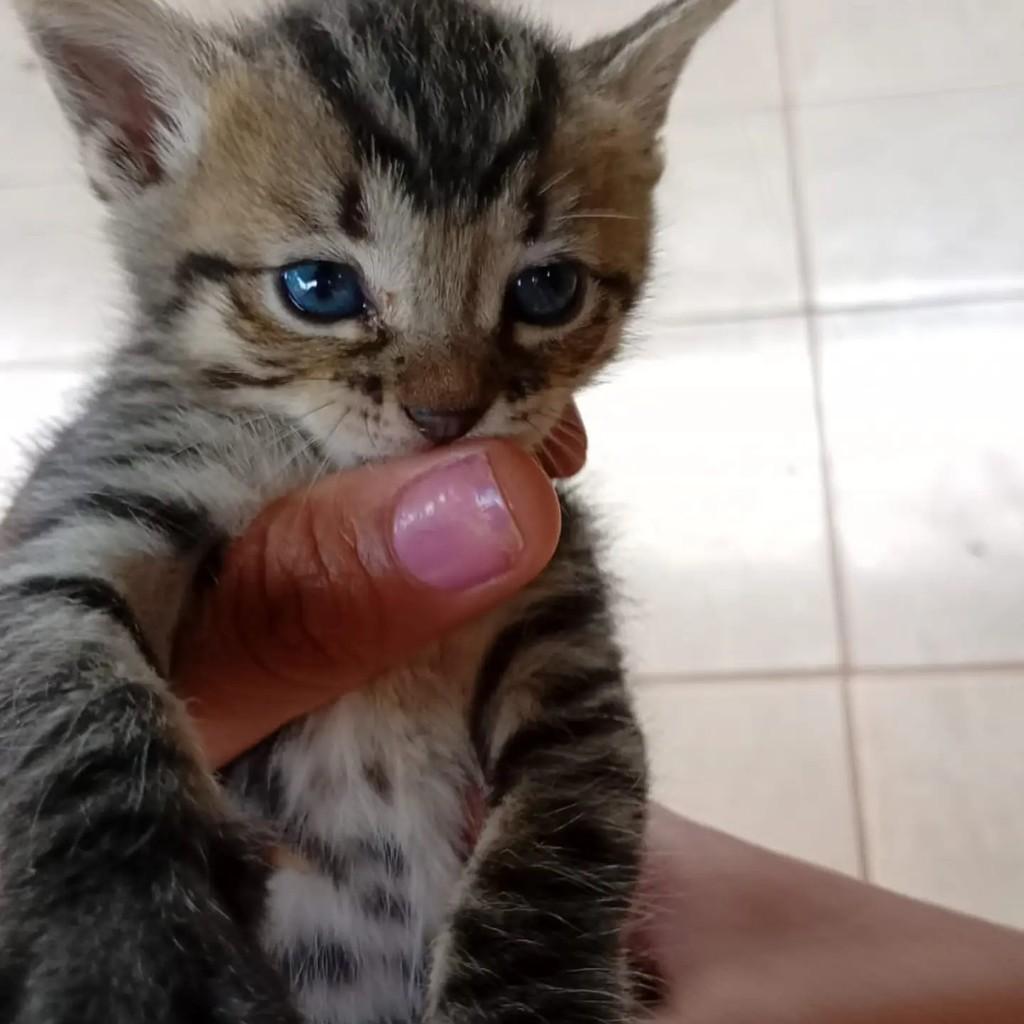 Fofurinha, gata de porte pequeno para adoção em Jardim - MS — foto 2 de 2