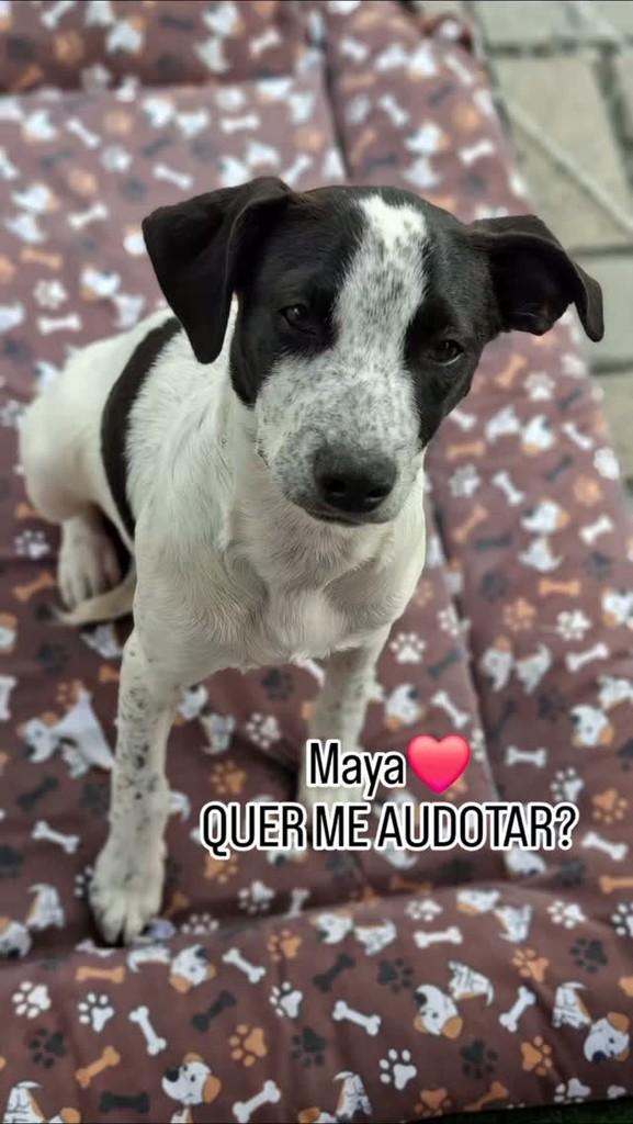 Maya, cachorro de porte pequeno para adoção em Jacareí - SP