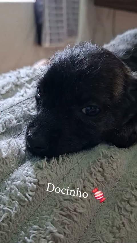 Docinho, cachorro de porte pequeno para adoção em Jacareí - SP