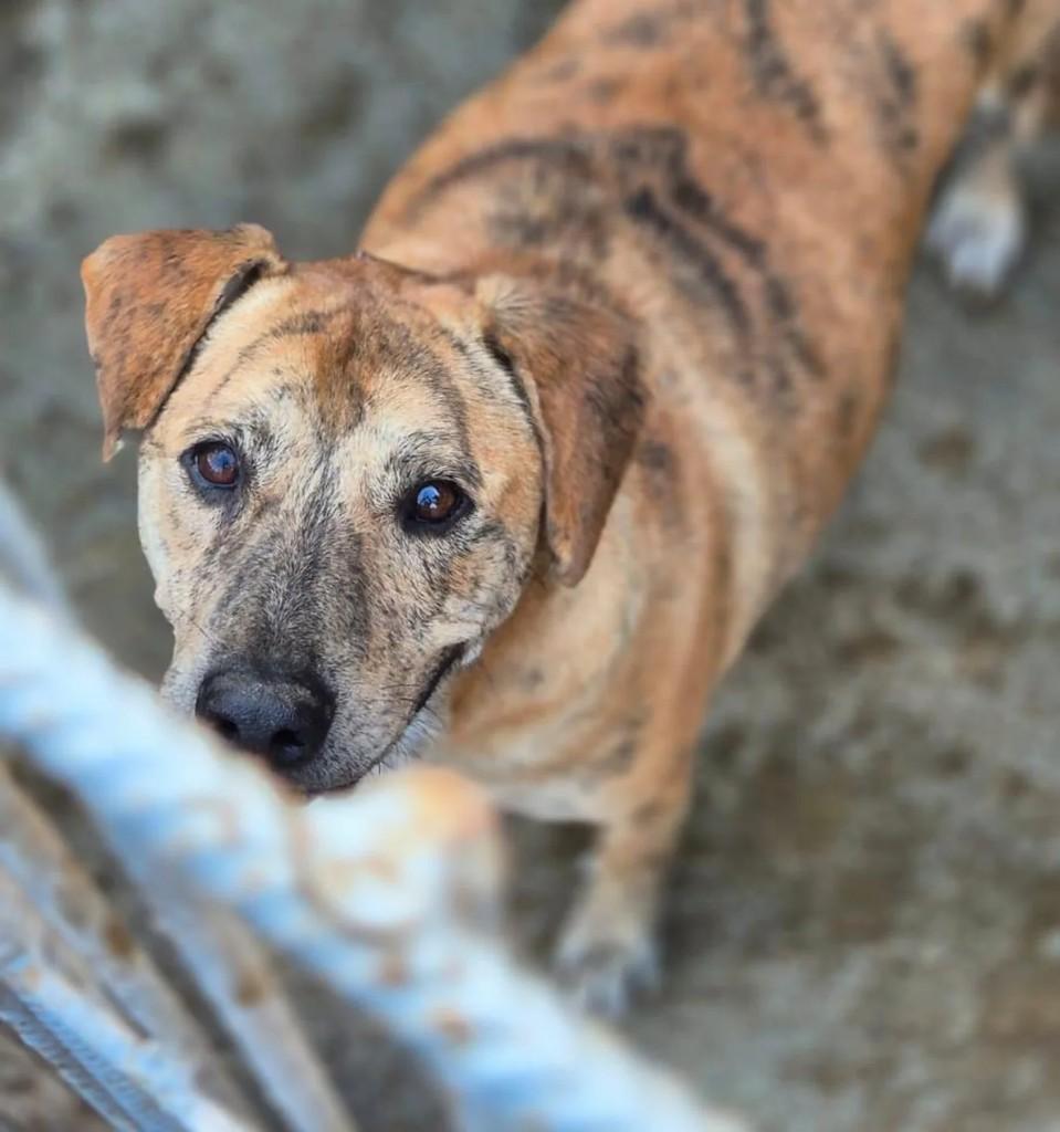 Pepeu, cachorro de porte médio para adoção em Lajeado - RS
