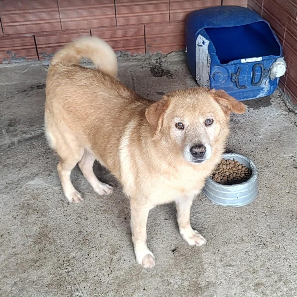 Goldi, cachorro de porte médio para adoção em Lajeado - RS