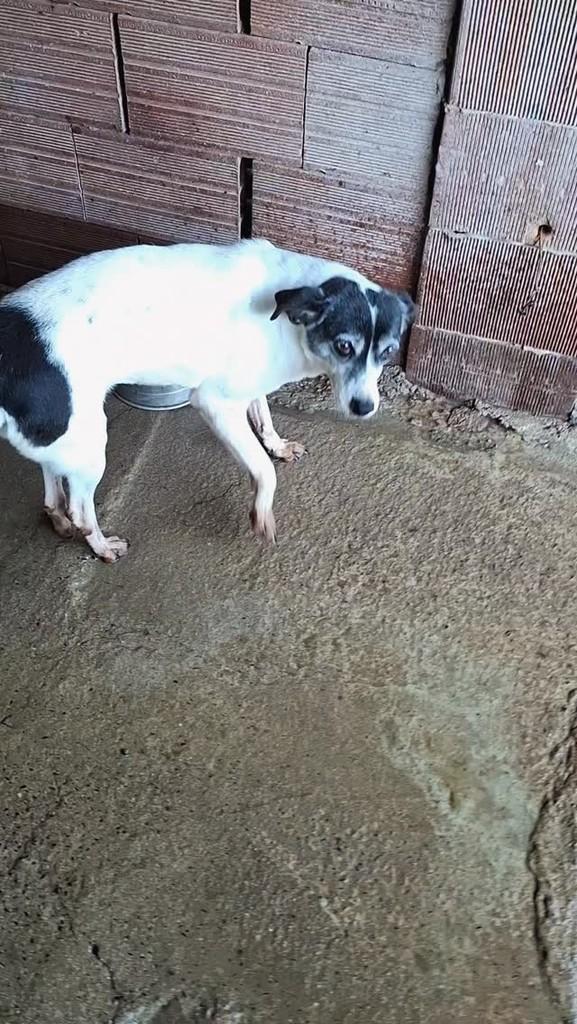 Rosa, cachorro de porte pequeno para adoção em Lajeado - RS