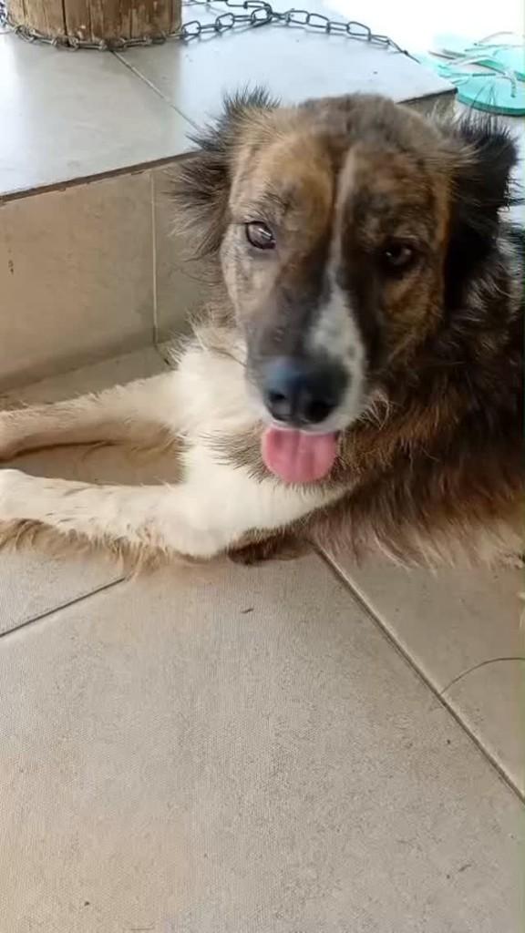 Franklin, cachorro de porte médio para adoção em Lajeado - RS