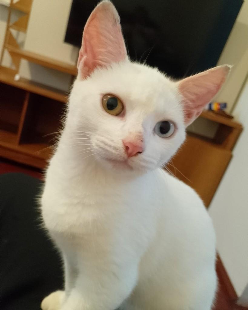 Marry, gato para adoção em Lajeado - RS