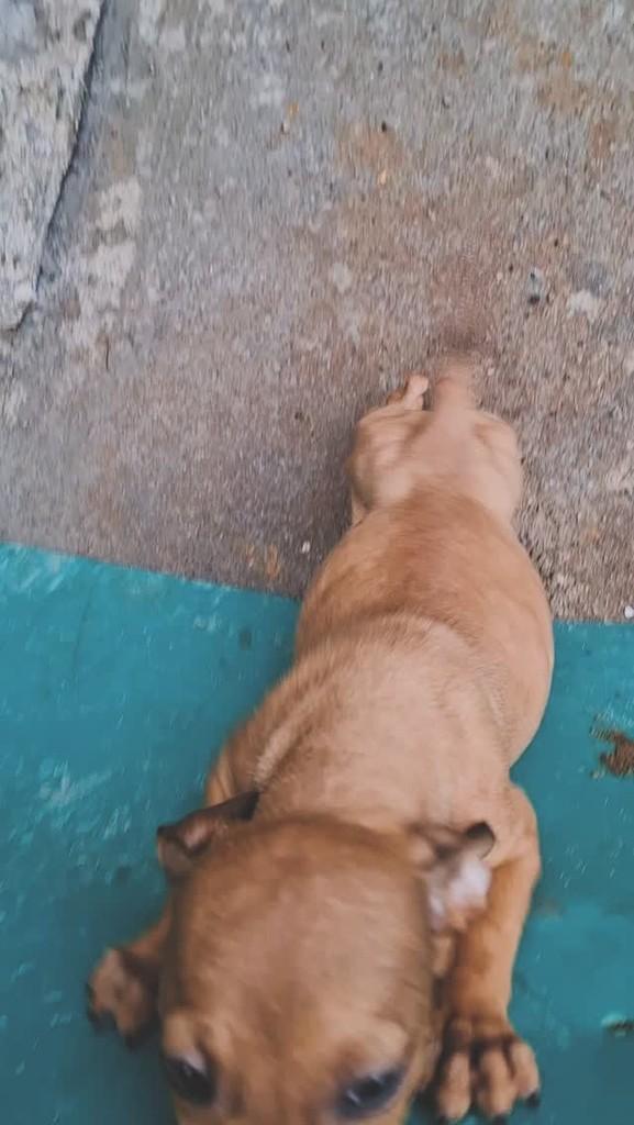Linguilata, cachorro de porte pequeno para adoção em Lajeado - RS