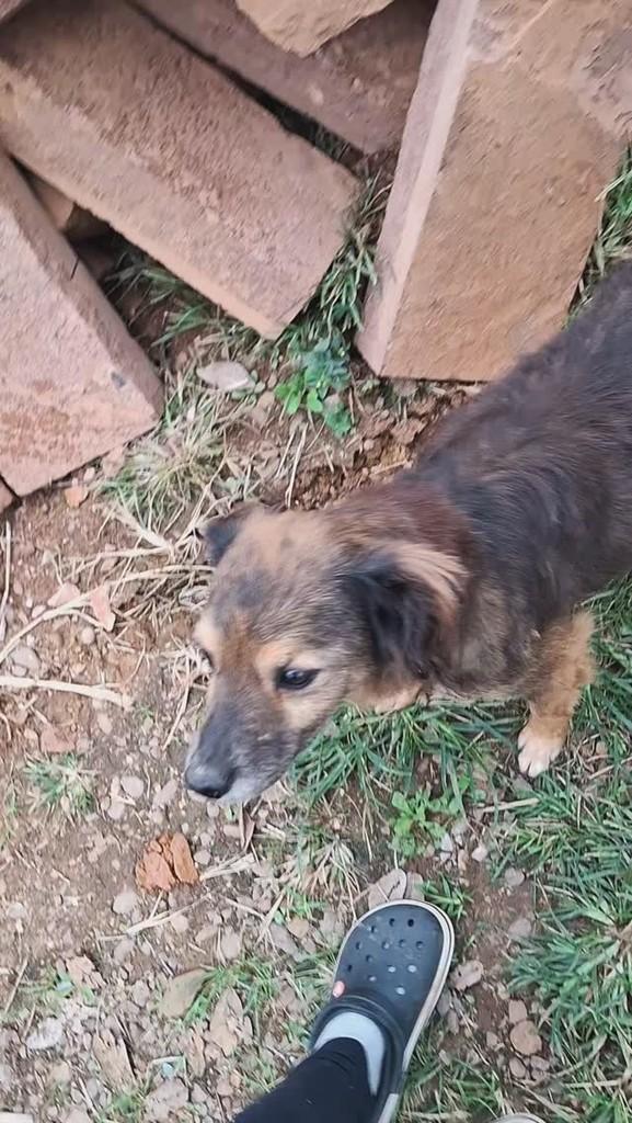 Oscar, cachorro de porte pequeno para adoção em Lajeado - RS