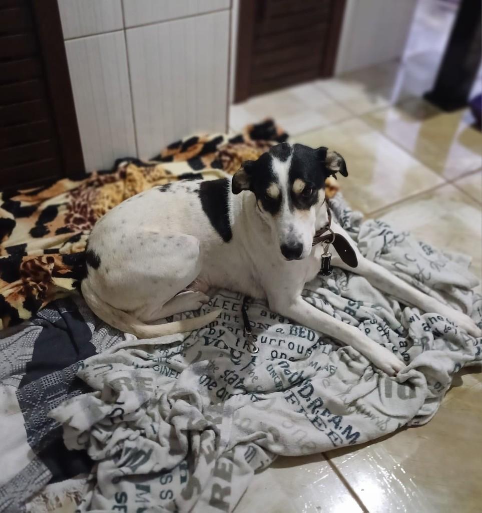 Xiru, cachorro de porte médio para adoção em Lajeado - RS