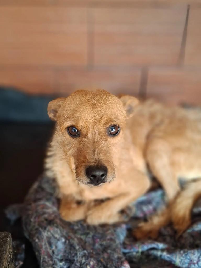 Saguizinho, cachorro de porte pequeno para adoção em Lajeado - RS