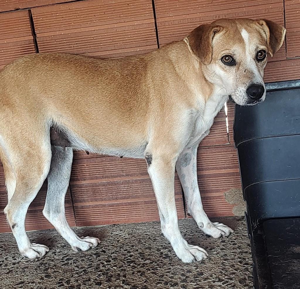 Bergamota, cadela de porte médio para adoção em Lajeado - RS