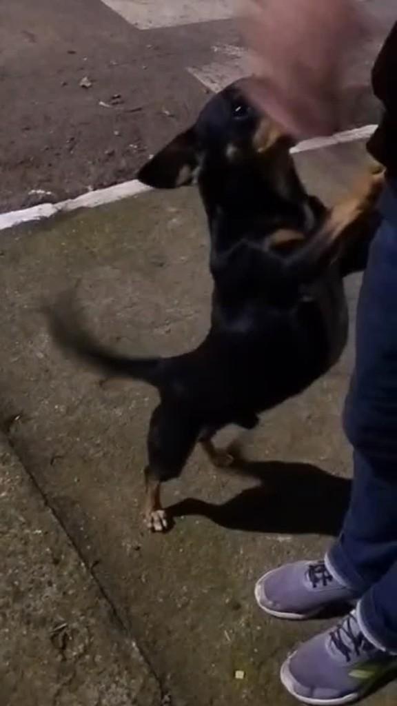 Baixote, cachorro de porte pequeno para adoção em Lajeado - RS
