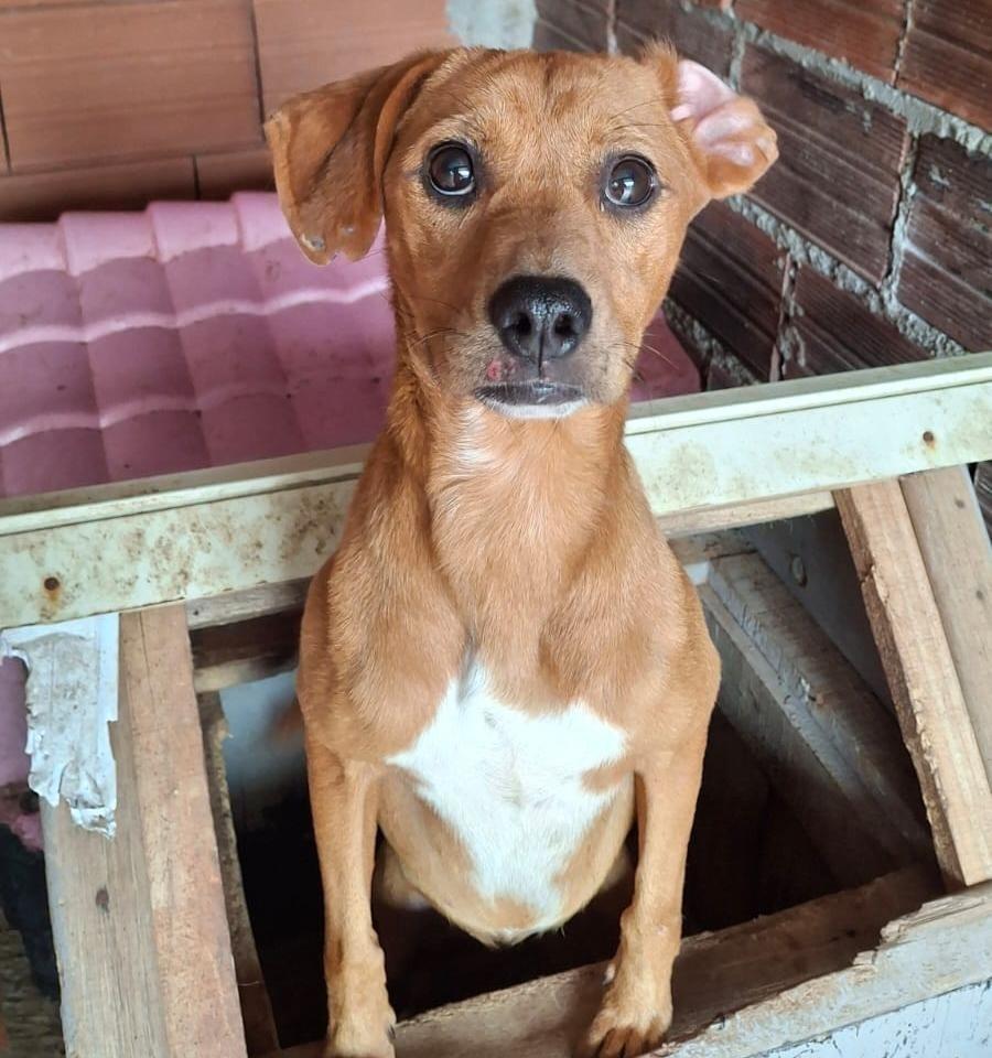 Mel, cachorro de porte médio para adoção em Lajeado - RS