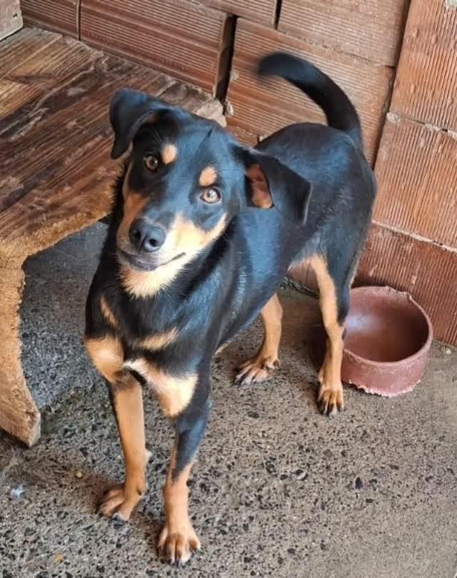 Otávia, cachorro de porte médio para adoção em Lajeado - RS