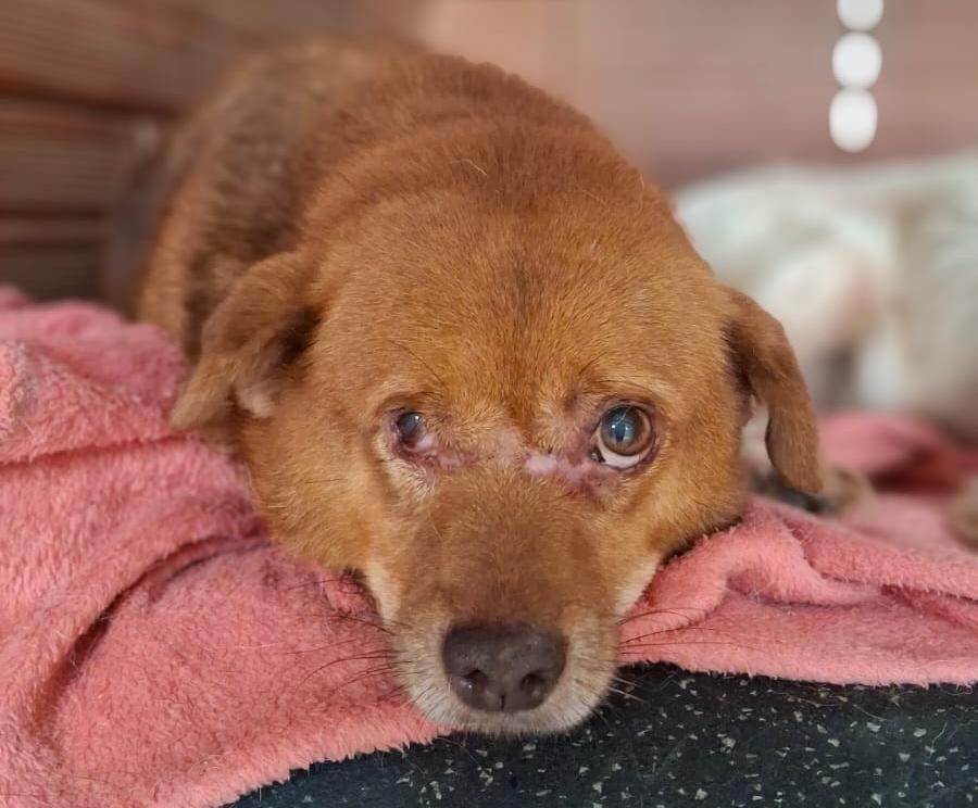 Mascavo, cachorro de porte médio para adoção em Lajeado - RS