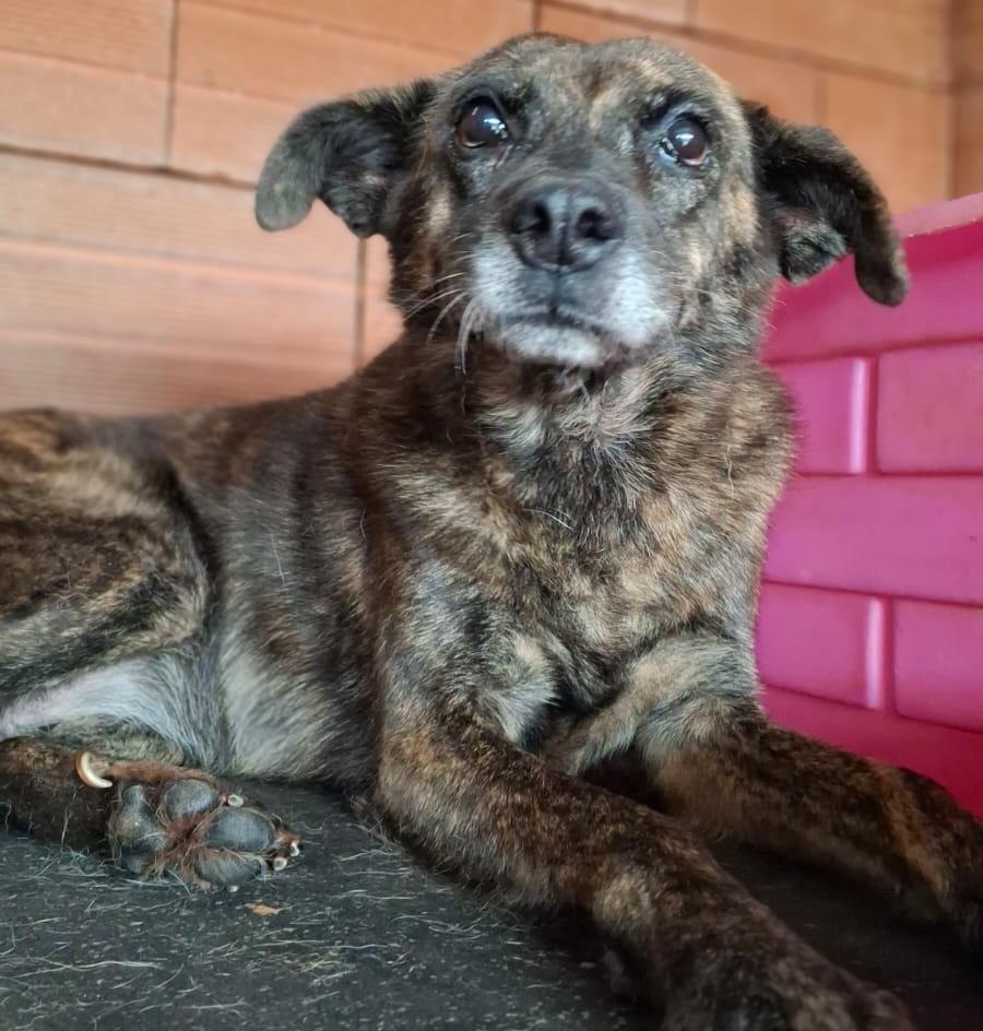 Emília, cachorro de porte grande para adoção em Lajeado - RS