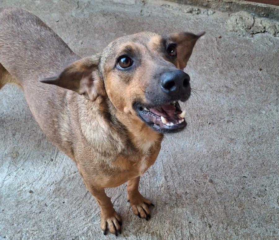 Mari, cachorro de porte médio para adoção em Lajeado - RS