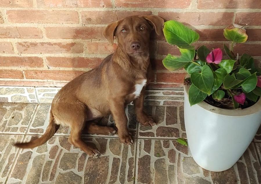 Anjo, cachorro de porte pequeno para adoção em Cruzeiro do Sul - AC