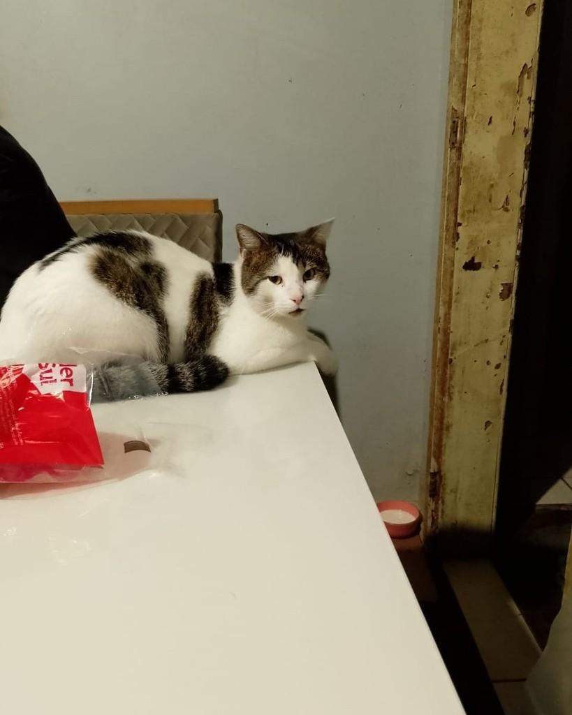 Sushi, gato de porte médio para adoção em Lajeado - RS
