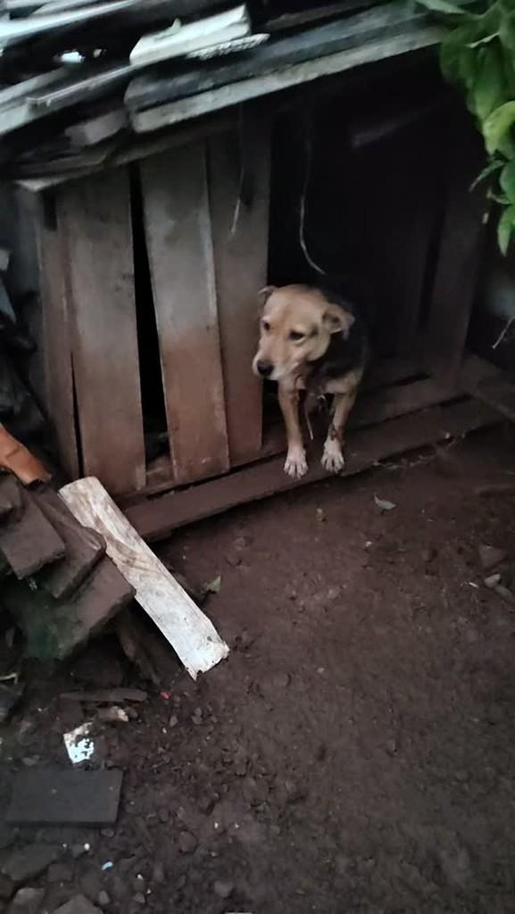 Gordo, cachorro de porte médio para adoção em Lajeado - RS