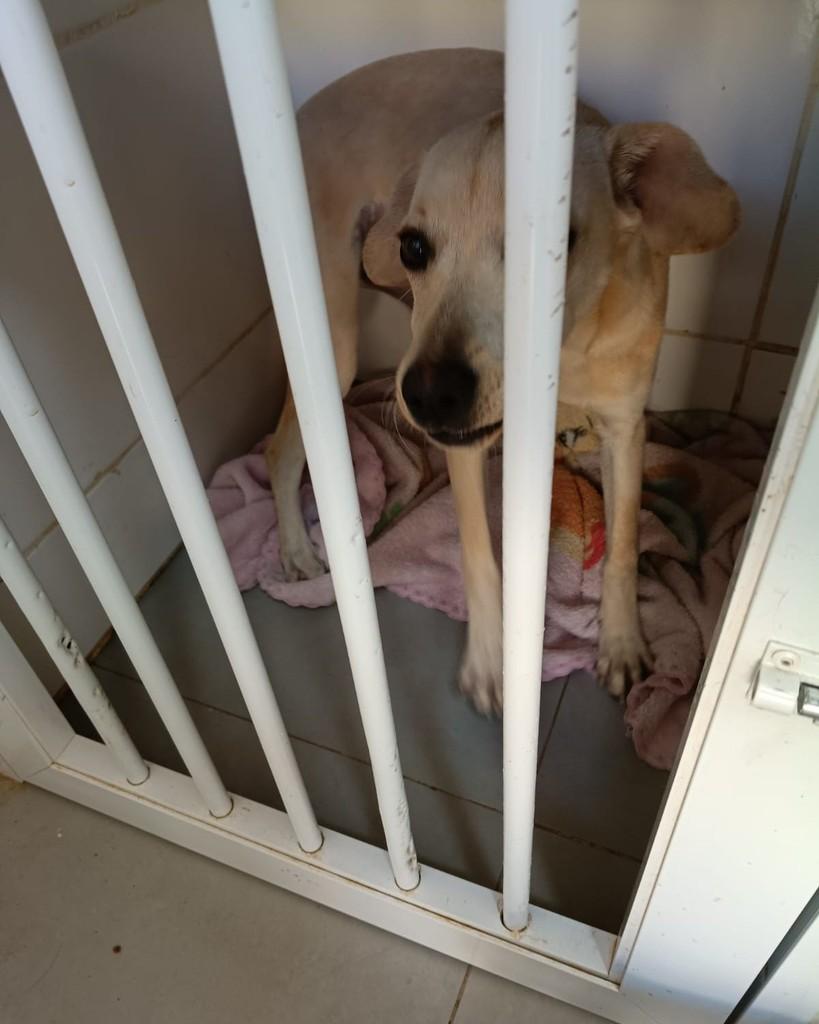 Linda, cadela de porte médio para adoção em Lajeado - RS