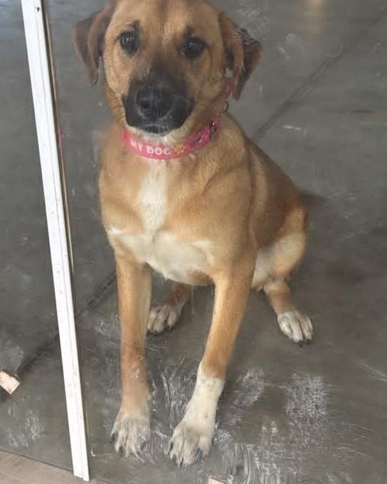 Britney, cadela de porte pequeno para adoção em Lajeado - RS