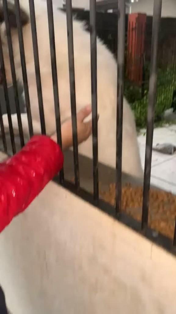 Mega Brechó, cachorro de porte grande para adoção em Arroio do Meio - RS