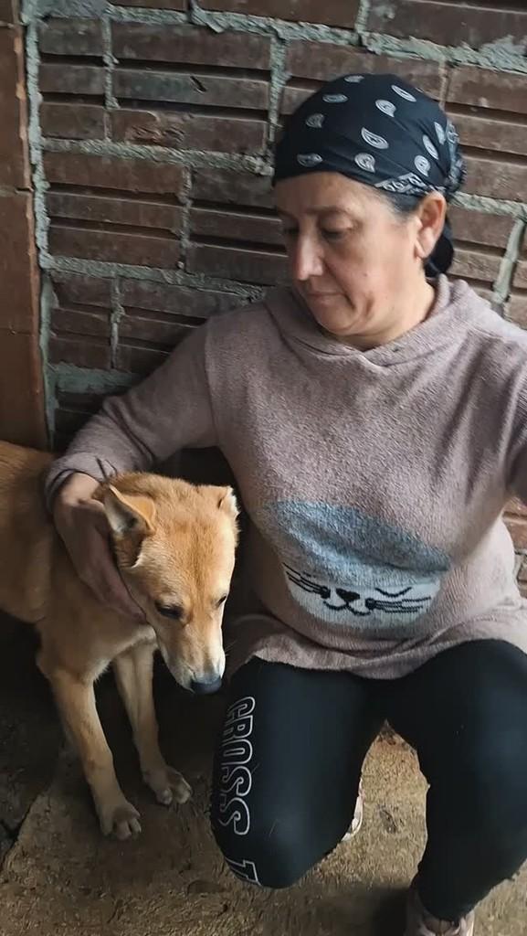 Girando, cachorro de porte pequeno para adoção em Lajeado - RS