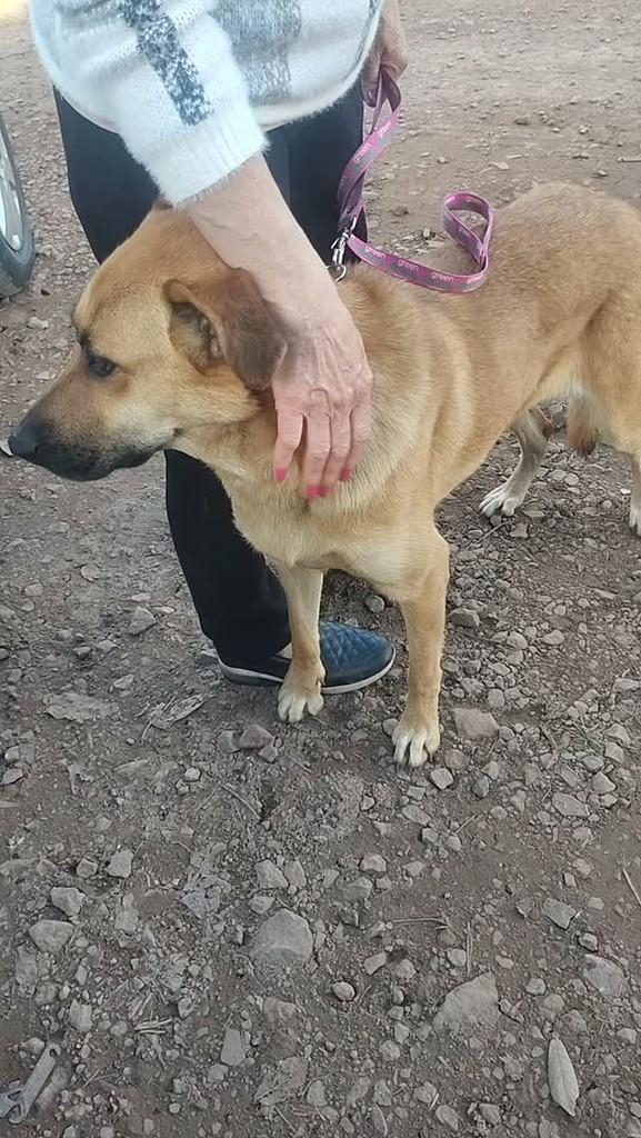 Mega, cadela de porte grande para adoção em Lajeado - RS