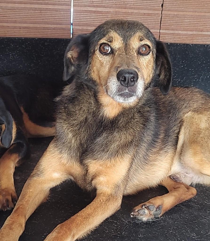 Dudu, cachorro de porte médio para adoção em Lajeado - RS