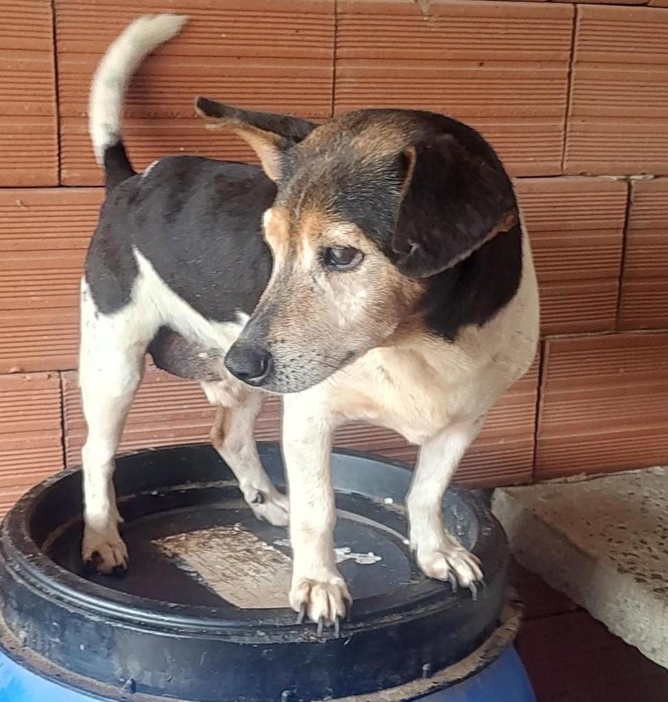 Fox, cachorro de porte pequeno para adoção em Lajeado - RS