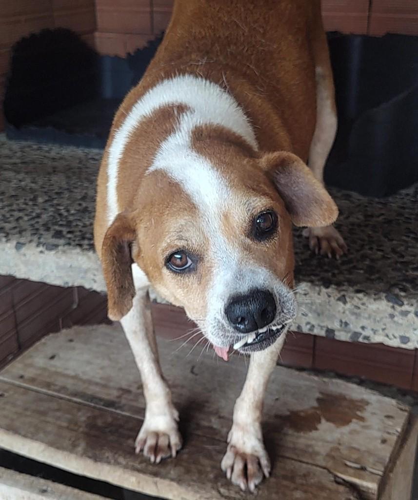 Charmoso, cachorro de porte médio para adoção em Lajeado - RS