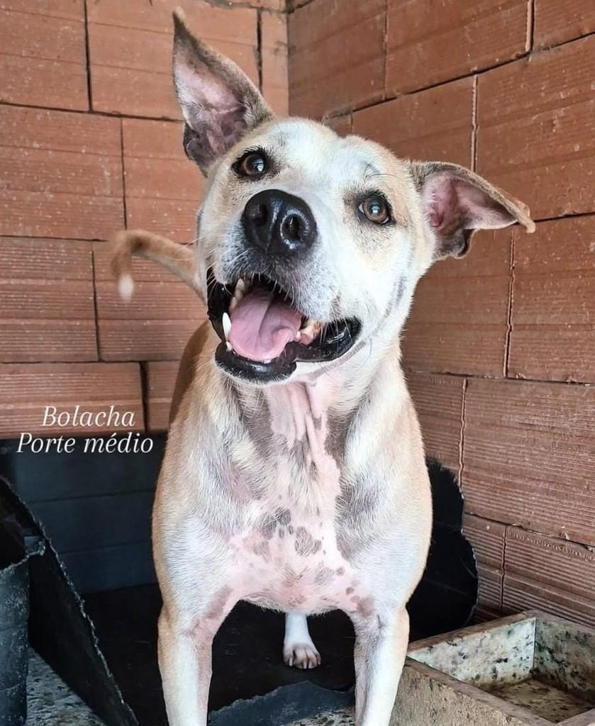 Bolacha, cachorro de porte médio para adoção em Lajeado - RS