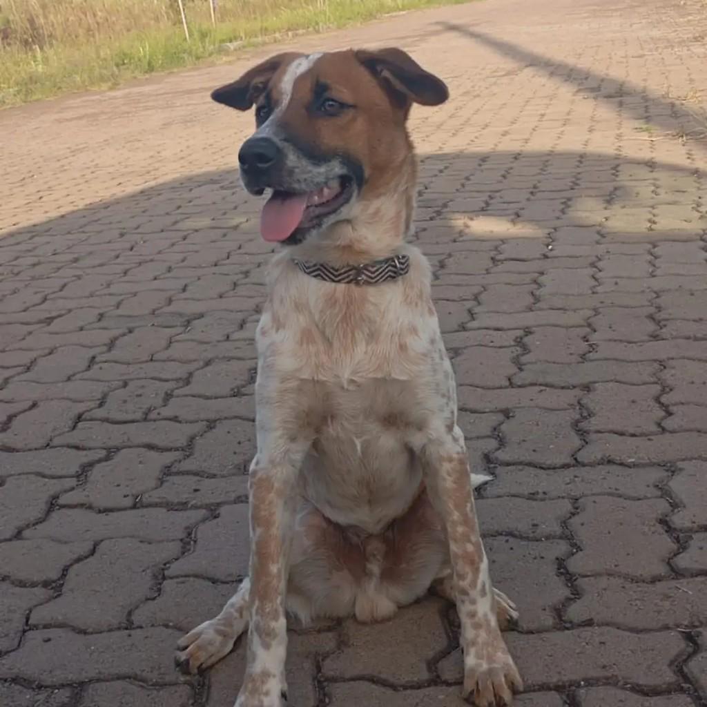 Lucky, cachorro de porte médio para adoção em Lajeado - RS