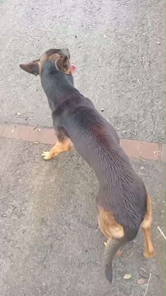 São Francisco, cachorro de porte pequeno para adoção em Lajeado - RS