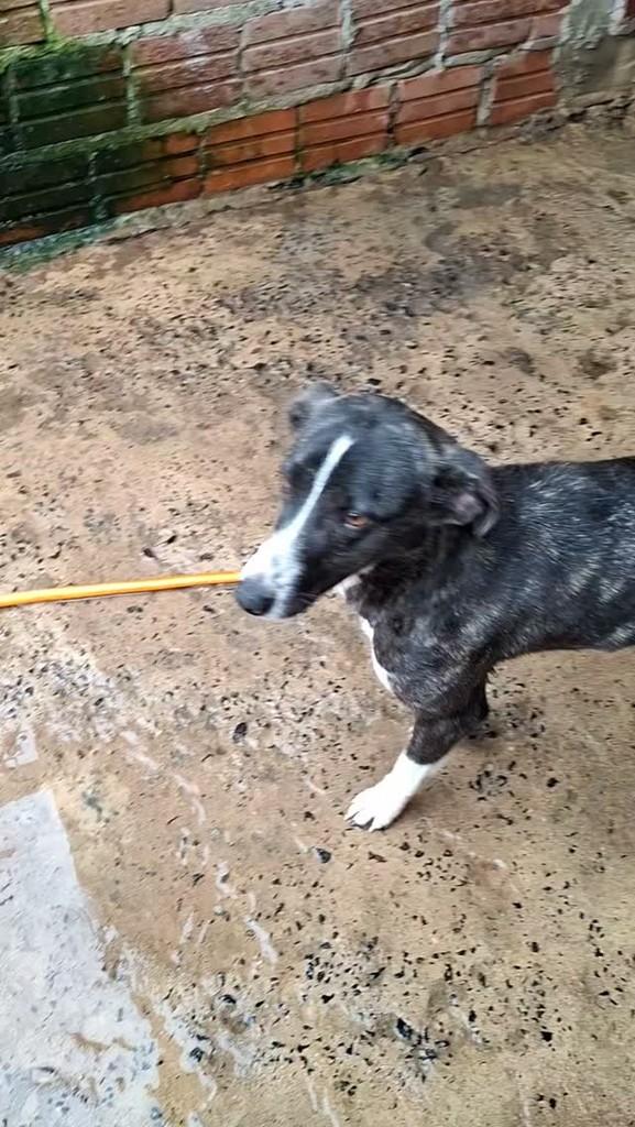 Doroty, cadela de porte pequeno para adoção em Lajeado - RS
