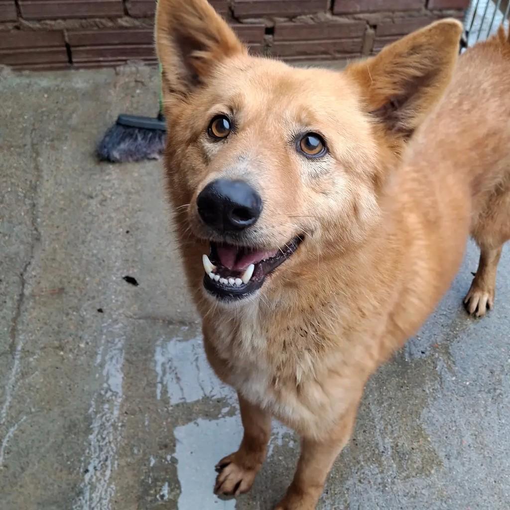 Lobinho, cachorro de porte grande para adoção em Lajeado - RS