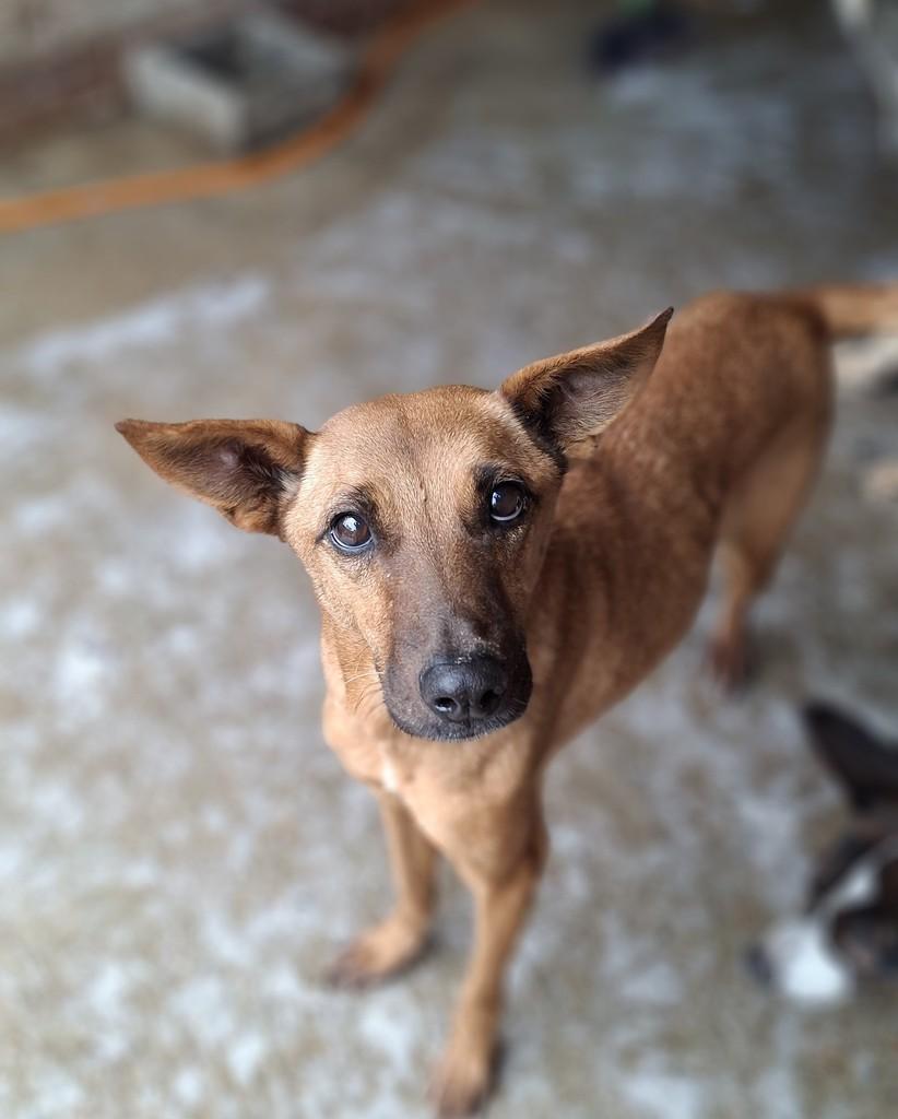 Nanda, cachorro de porte médio para adoção em Lajeado - RS